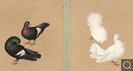 鸽谱图册
